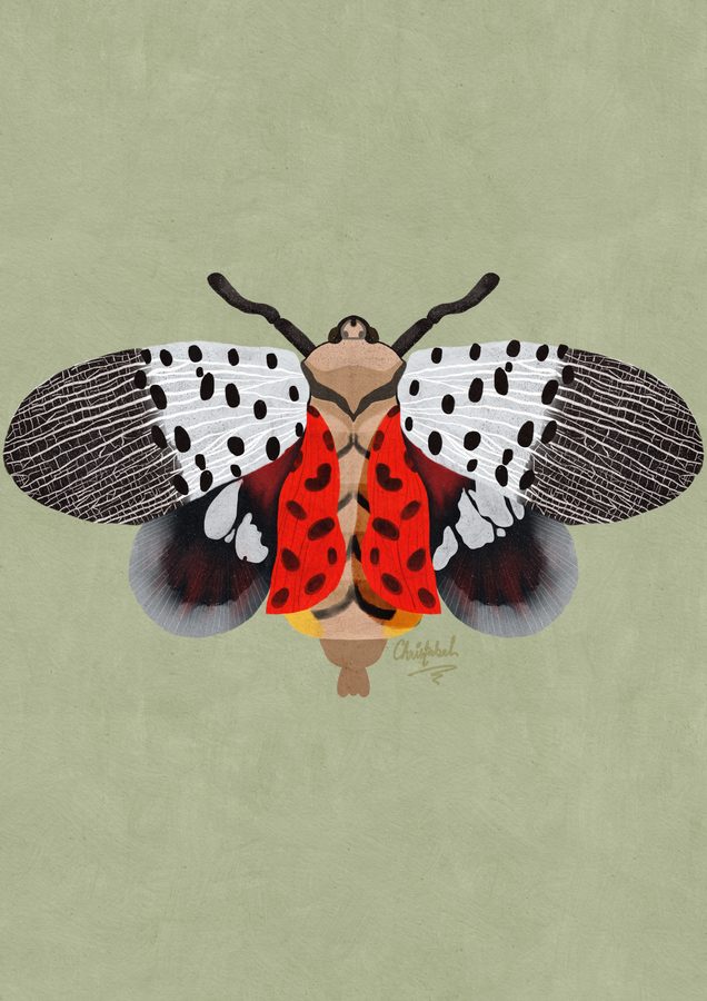 A spotted lanternfly with black-dotted wings and red underwings on sage green