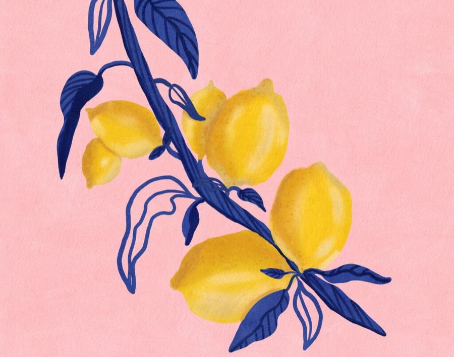 Lemons on a cobalt branch against a pink background